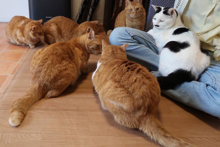 保護猫カフェ Catioの商品画像