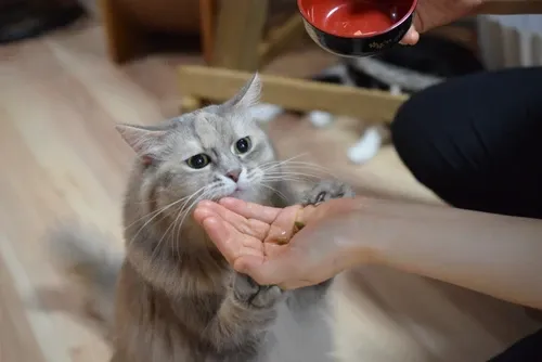 保護猫カフェ きゃりこ 吉祥寺店の商品画像