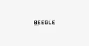 BEEGLE by Boo-Beeの商品画像