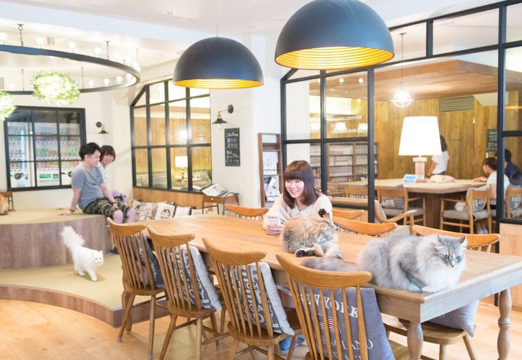 猫カフェMOCHA 池袋東口店の商品画像