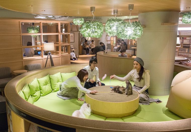 猫カフェMOCHA 新宿店の商品画像