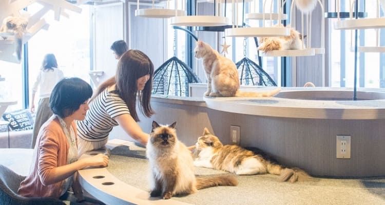 渋谷センター街店猫カフェMOCHAの商品画像