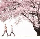 桜の商品画像