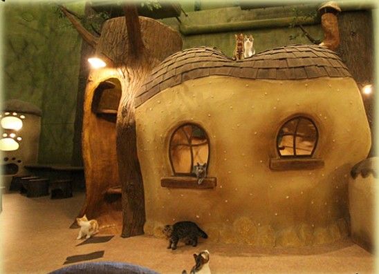 Cat Cafe てまりのおうちの商品画像