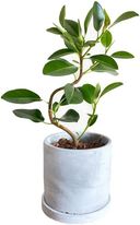 ゴムの木の商品画像
