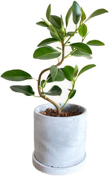ゴムの木の商品画像