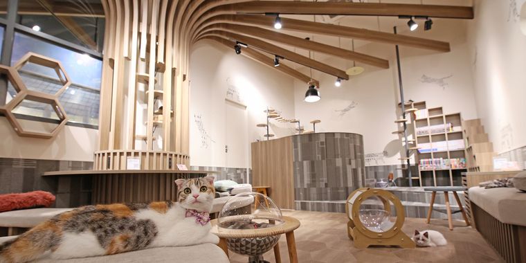 猫カフェ 空陸家 新宿三丁目店の商品画像